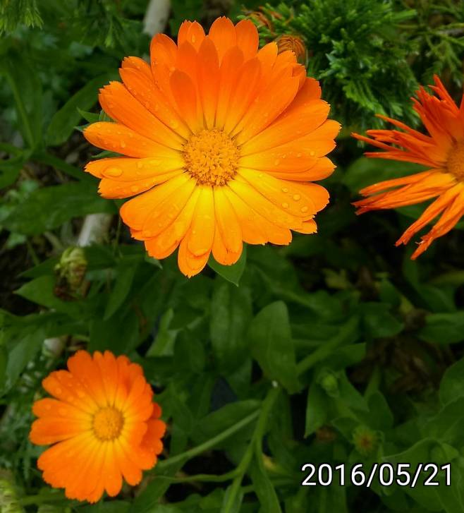 金盞花、金盞菊, Calendula officinalis, pot marigold, ruddles, common marigold, garden marigold